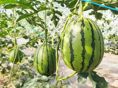 大兴吃瓜,揭秘网络热点的背后故事