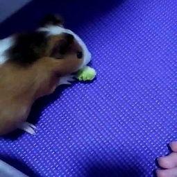 兔子吃不吃洋瓜,洋瓜是否成为它们的美食选择？