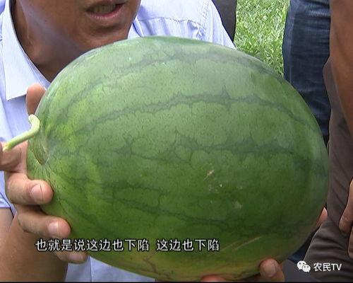 精瓜可以吃吗,揭秘其食用价值与食用方法