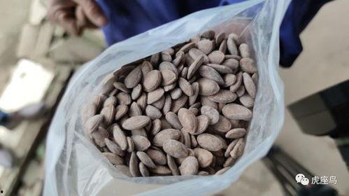 瓜怎么吃最赚钱,揭秘最赚钱的食用瓜之道