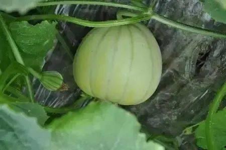 可以吃皮的瓜脆瓜,尽享瓜果美味——探索可食皮脆瓜的魅力