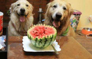 狗狗吃瓜文案,瓜果飘香，狗狗欢享清凉时光