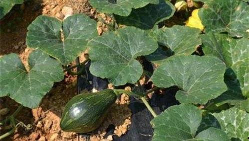 吃洋瓜会发病,警惕洋瓜引发的疾病隐患