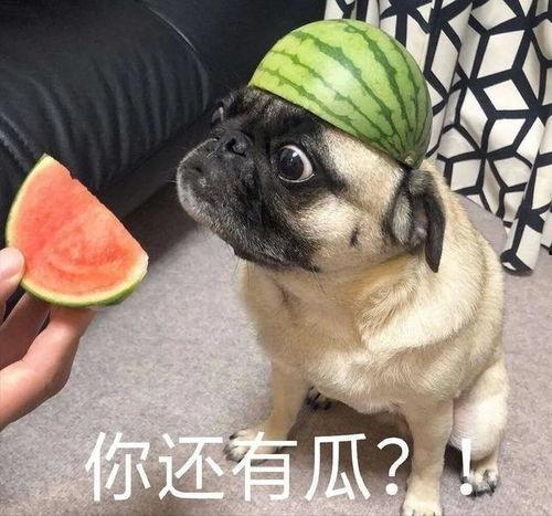 齐齐吃瓜视频,揭秘网络热门视频背后的故事