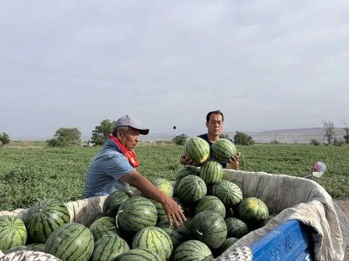 草神沙漠吃瓜,一场吃瓜盛宴背后的神秘故事