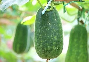 秋冬吃五瓜是哪五瓜,秋冬五瓜养生之道