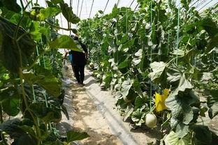 玉米地吃瓜视频,一场别开生面的吃瓜盛宴